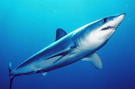 mako shark wikipedia.